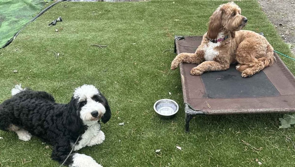 Two puppies practicing place command outdoors