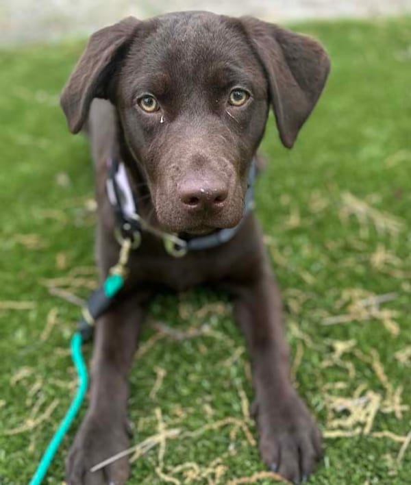 Chocolate lab puppy in focus on a leash