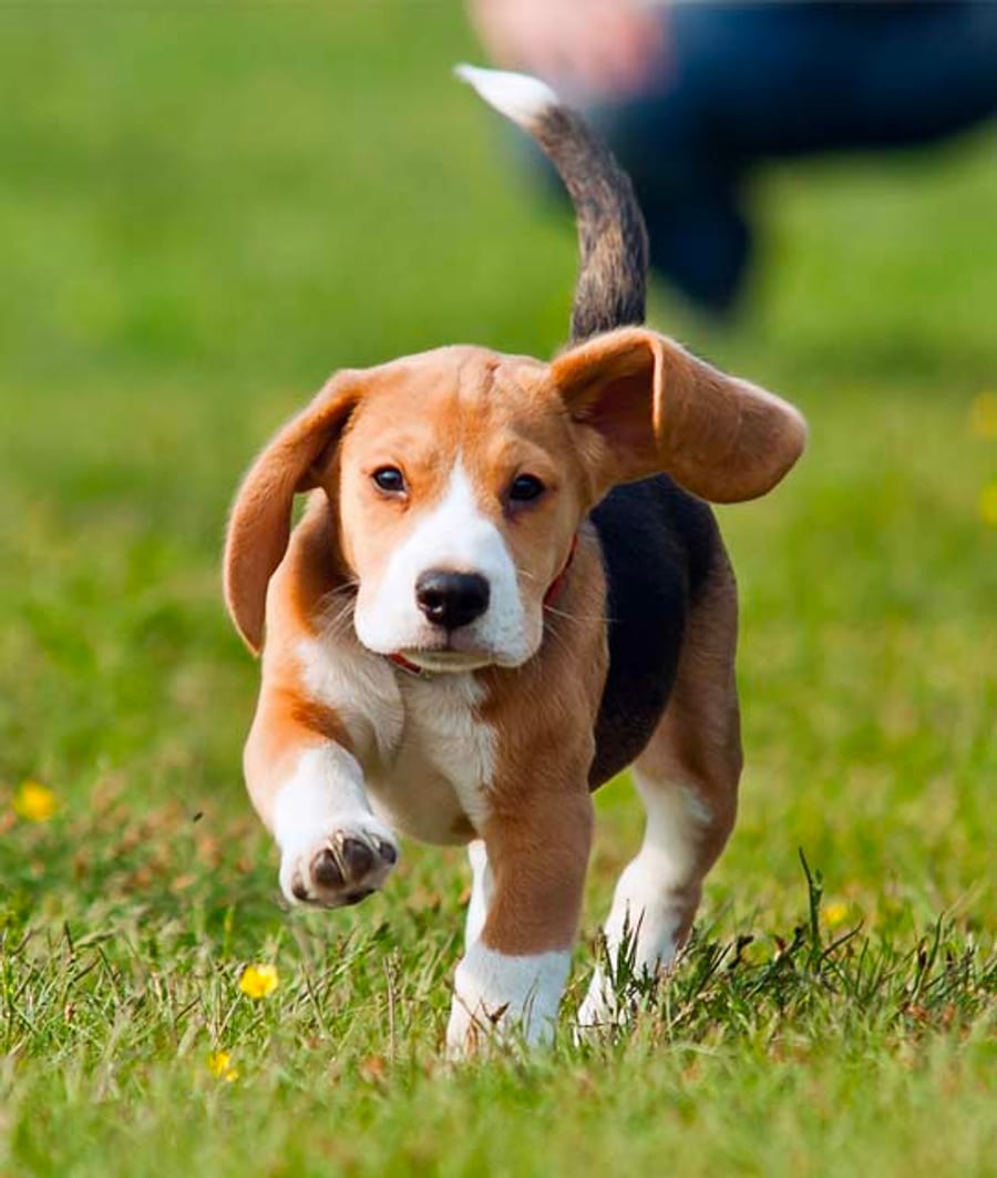Beagle puppy running in fresh recall training